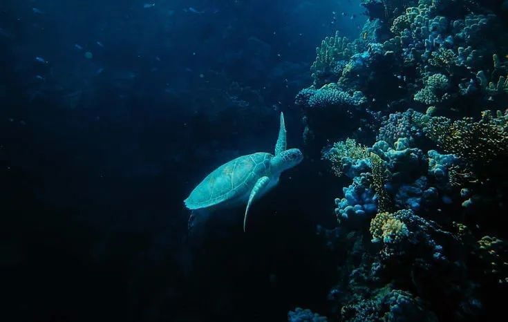 金龍魚仿生機器人有哪些型號（金龍魚仿生機器人型號）