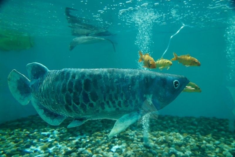 金龍魚仿生機器人有哪些型號（金龍魚仿生機器人型號）