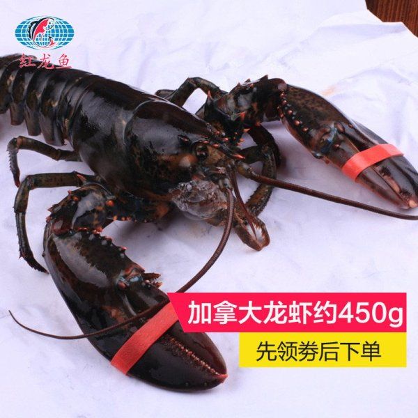 給大魚缸換水的作文:體驗給大魚缸換水的樂趣:體驗給大魚缸換水:給大魚缸換水的作文 這粗線魚背上和腮蓋泛紅是怎么了? 觀賞魚百科 這粗線魚背上和腮蓋泛紅是怎么了? 這粗線魚背上和腮蓋泛紅是怎么了? 觀賞魚百科