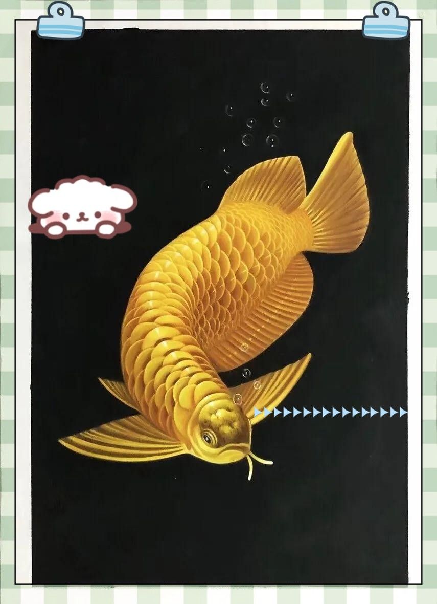 如何判斷金龍魚和招財是否適應？（如何判斷金龍魚和招財是否適應） 如何判斷金龍魚和招財是否適應？（如何判斷金龍魚和招財是否適應） 龍魚百科 第2張