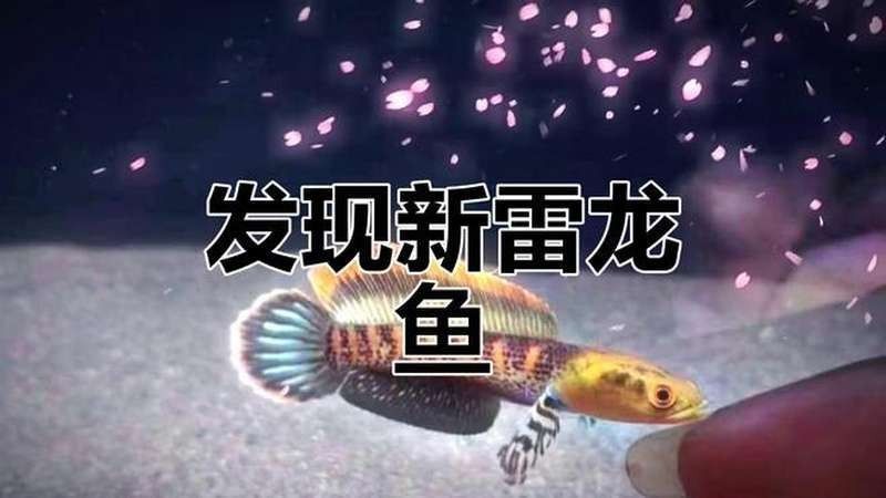 給我推薦一些高質量的雷龍魚視頻（雷龍魚混養視頻推薦）