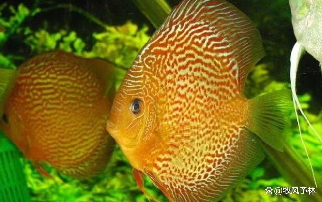 七彩龍魚需要什么樣的水質？ 七彩龍魚需要什么樣的水質？ 龍魚百科 第3張