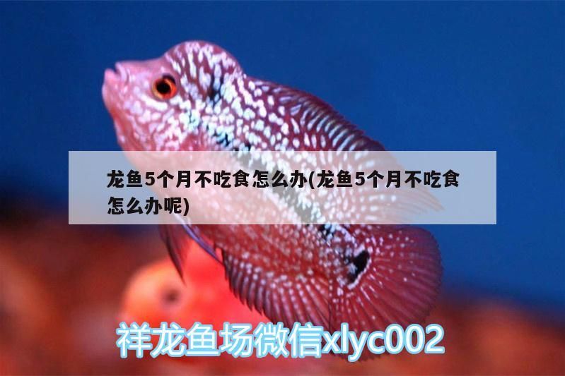 龍魚5個月不吃食怎么辦(龍魚5個月不吃食怎么辦呢) 龍魚5個月不吃食怎么辦(龍魚5個月不吃食怎么辦呢) 觀賞魚百科