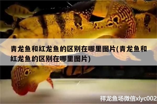 青龍魚和紅龍魚的區別在哪里圖片(青龍魚和紅龍魚的區別在哪里圖片)