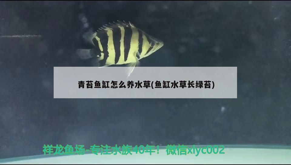 青苔魚缸怎么養水草(魚缸水草長綠苔) 青苔魚缸怎么養水草(魚缸水草長綠苔) 觀賞魚百科