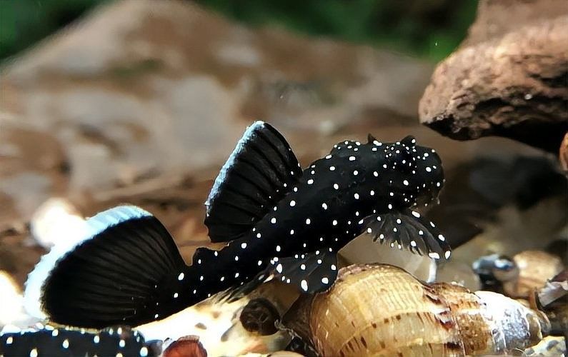 混養(yǎng)雷龍魚和異形魚需要哪些設備