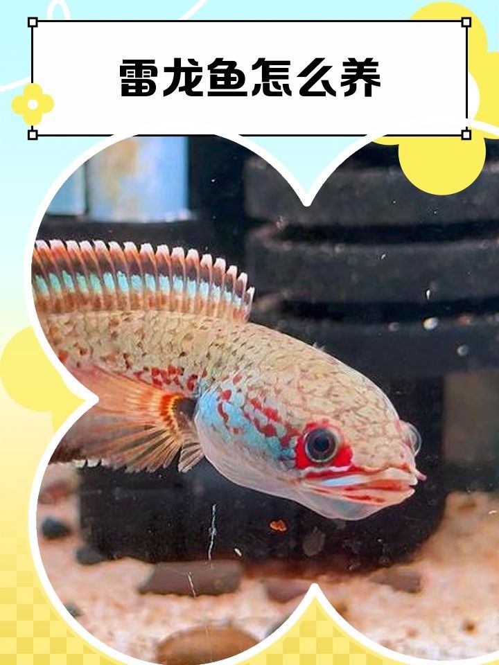 混養(yǎng)雷龍魚和異形魚需要哪些設備
