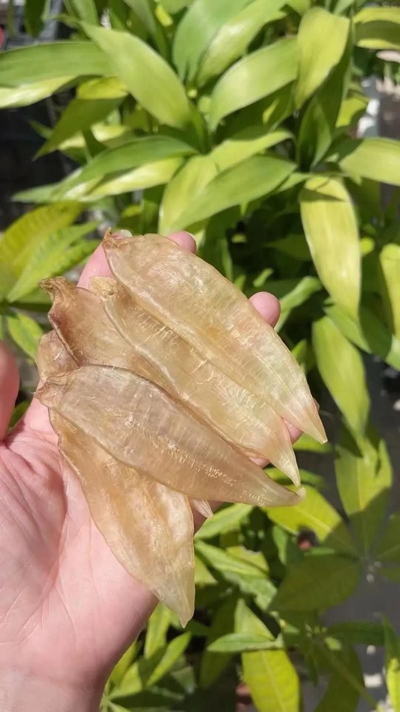 金龍魚花膠價格(金龍魚花膠的價格受到多種因素影響金龍魚花膠的價格) 觀賞魚百科 第7張 金龍魚花膠價格(金龍魚花膠的價格受到多種因素影響金龍魚花膠的價格) 金龍魚花膠價格(金龍魚花膠的價格受到多種因素影響金龍魚花膠的價格) 觀賞魚百科 第7張