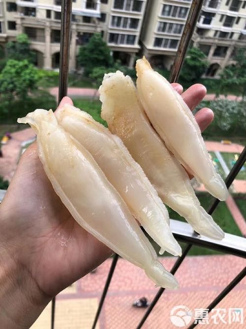 金龍魚花膠價格(金龍魚花膠的價格受到多種因素影響金龍魚花膠的價格) 觀賞魚百科 第9張 金龍魚花膠價格(金龍魚花膠的價格受到多種因素影響金龍魚花膠的價格) 金龍魚花膠價格(金龍魚花膠的價格受到多種因素影響金龍魚花膠的價格) 觀賞魚百科 第9張