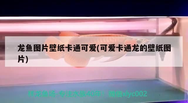龍魚圖片壁紙卡通可愛(可愛卡通龍的壁紙圖片)