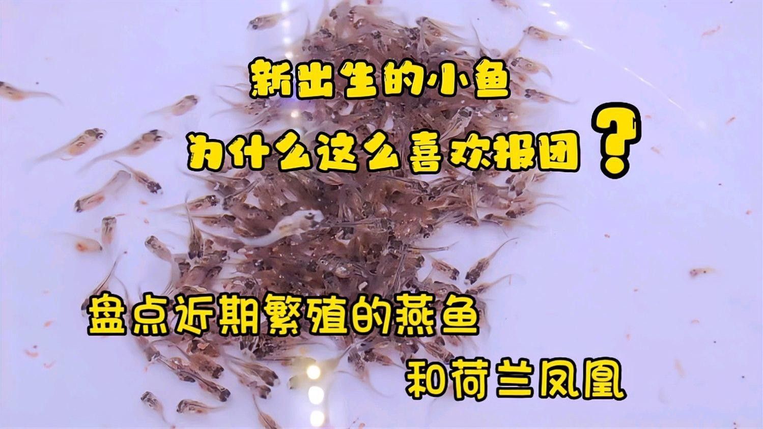 繁殖缸多久換一次水？ 繁殖缸多久換一次水？ 龍魚百科 第2張