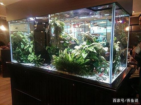 繁殖缸多久換一次水？ 繁殖缸多久換一次水？ 龍魚百科 第4張