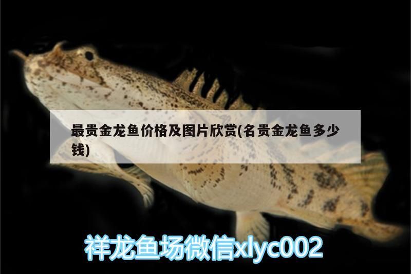 最貴金龍魚價(jià)格及圖片欣賞(名貴金龍魚多少錢)