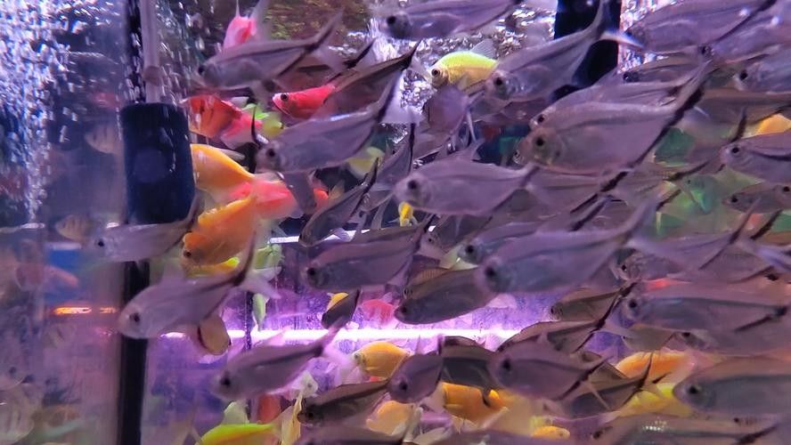 百藝城觀賞魚市場有哪些特色魚類