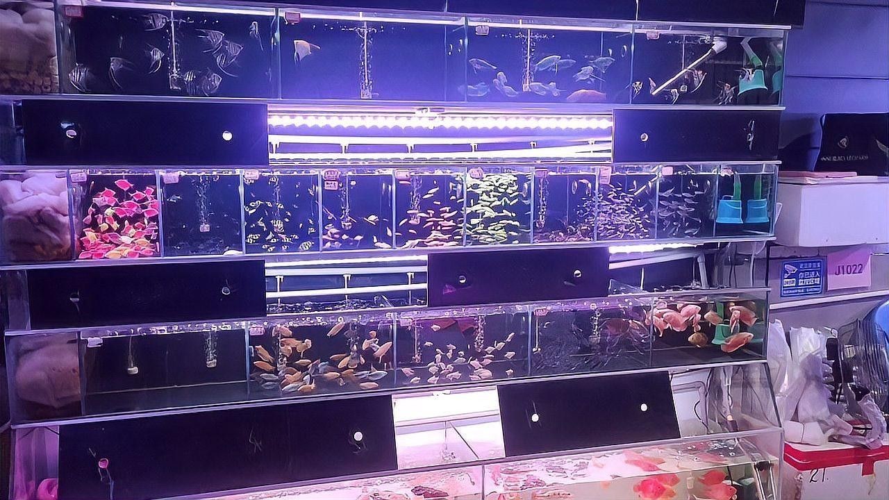 百藝城觀賞魚市場有哪些特色魚類