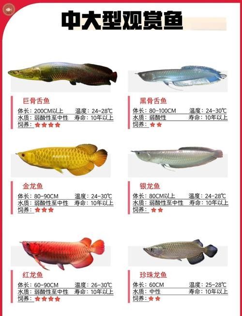 百藝城觀賞魚市場有哪些特色魚類