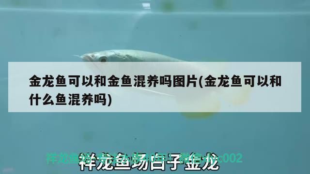 龍魚蒙眼恢復時間，龍魚蒙眼各階段護理時間表