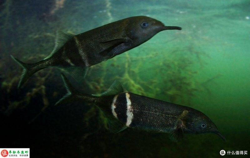 黑帶龍魚飼養難度如何（黑帶龍魚的飼養難度）