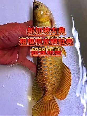 極品古典藍龍魚有哪些特征