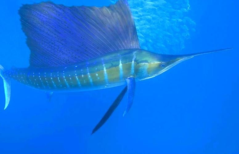 如何找到高清的海里小龍魚圖片