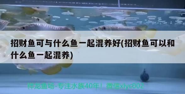 招財魚可與什么魚一起混養好(招財魚可以和什么魚一起混養)