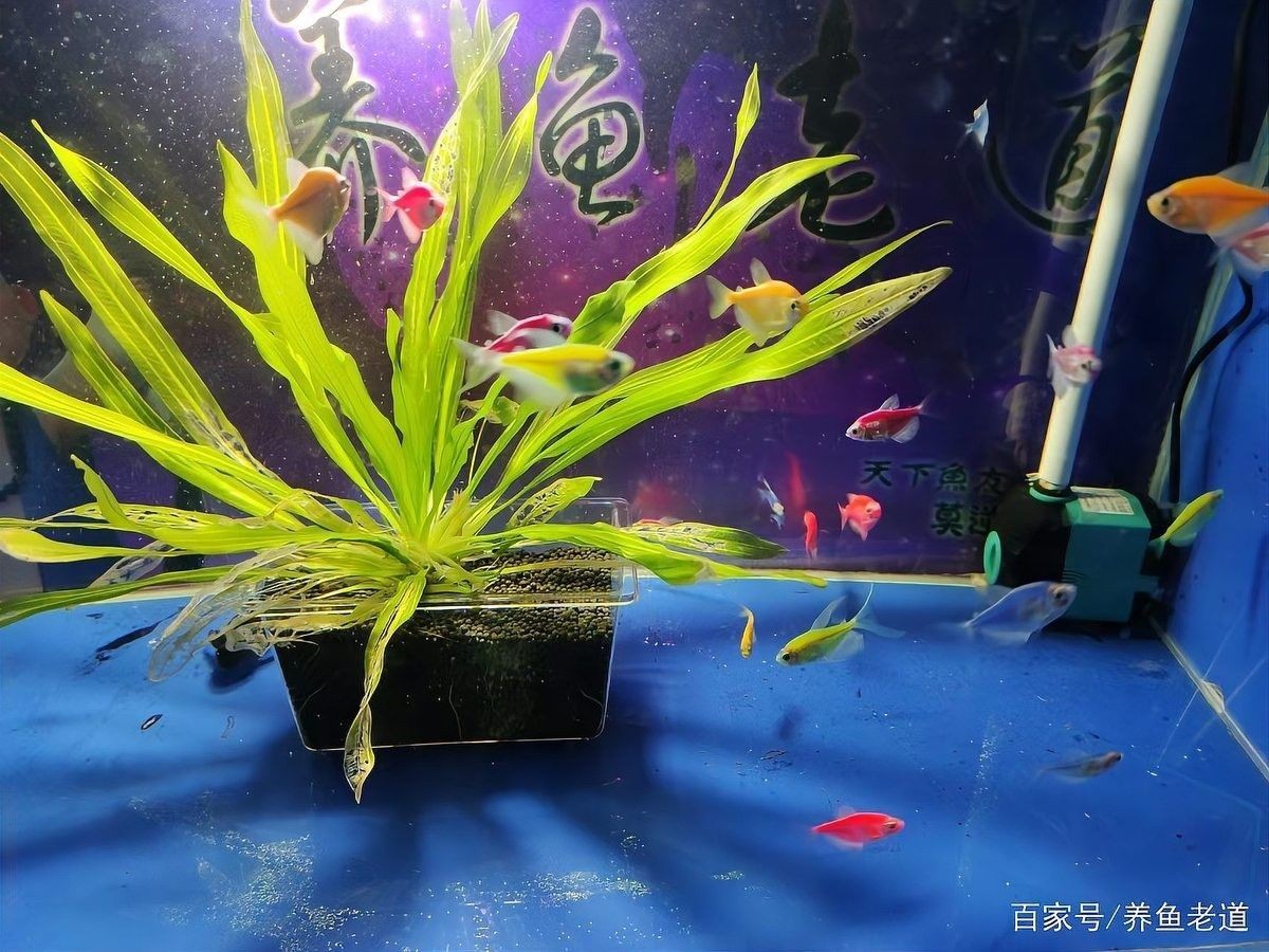 換水時(shí)需要加入什么藥物嗎？（換水時(shí)需要添加什么藥物嗎） 換水時(shí)需要加入什么藥物嗎？（換水時(shí)需要添加什么藥物嗎） 龍魚(yú)百科 第1張
