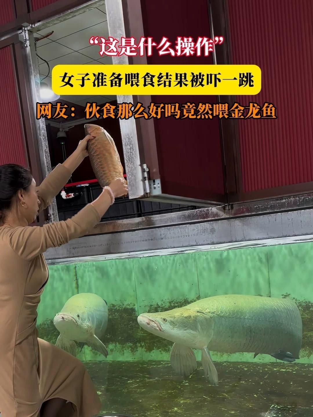 佛岡金龍魚最忌三種食物 佛岡金龍魚最忌三種食物 觀賞魚百科 第1張