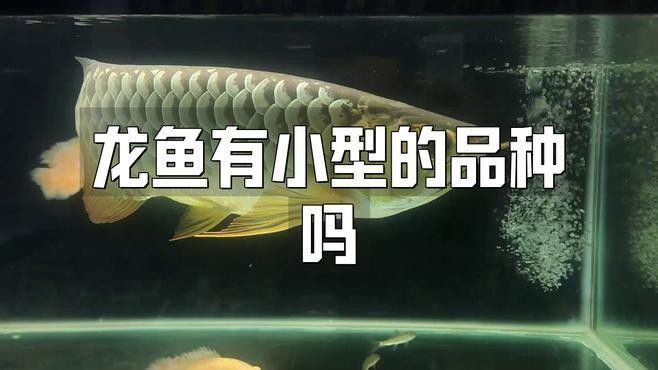 小型龍魚（關于小型龍魚的一些信息） 小型龍魚（關于小型龍魚的一些信息） 觀賞魚百科 第7張