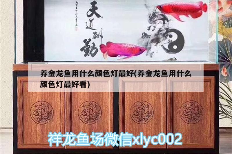 養(yǎng)金龍魚用什么顏色燈最好(養(yǎng)金龍魚用什么顏色燈最好看)