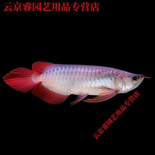 紅龍魚F5和F6哪個(gè)更稀有 紅龍魚F5和F6哪個(gè)更稀有 龍魚百科 第3張