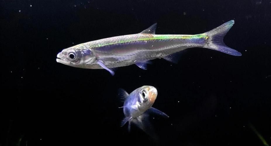 混養(yǎng)魚種中哪種最容易飼養(yǎng)