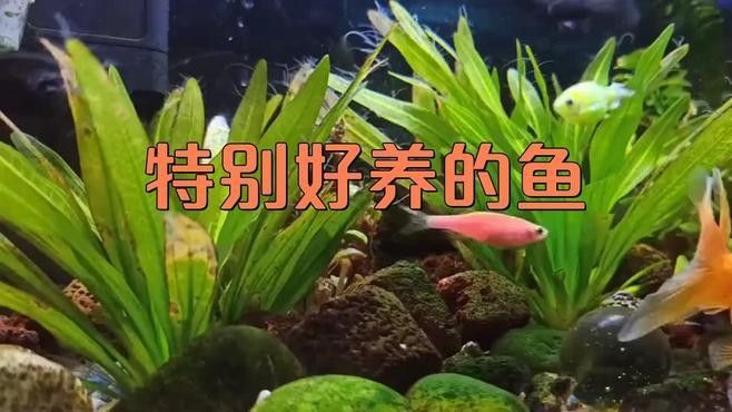 混養魚種中哪種最容易飼養