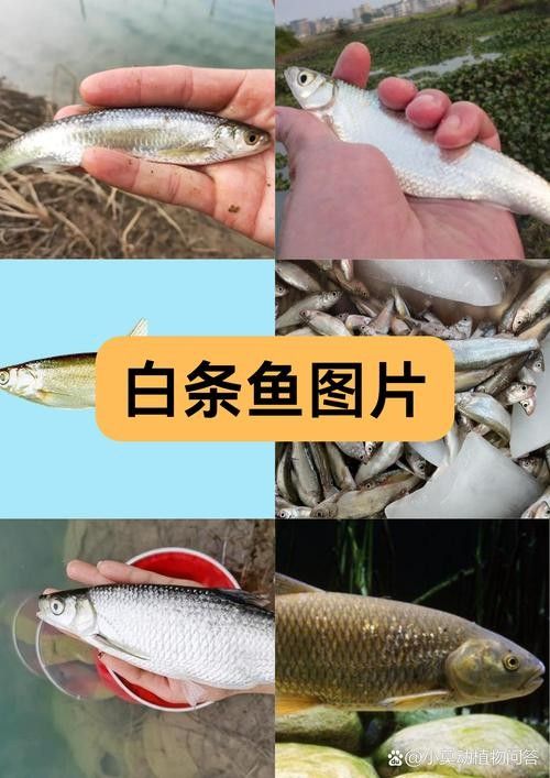混養(yǎng)魚種中哪種最容易飼養(yǎng)
