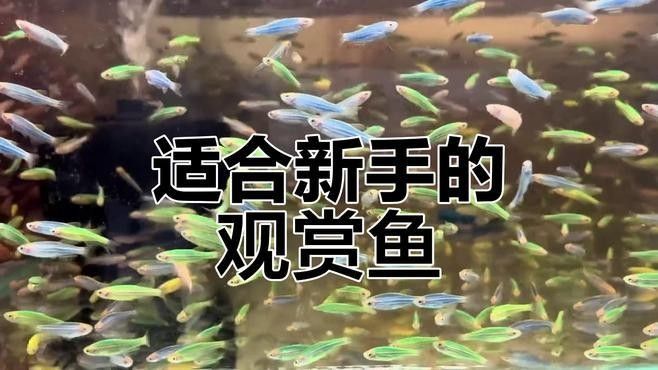 混養魚種中哪種最容易飼養