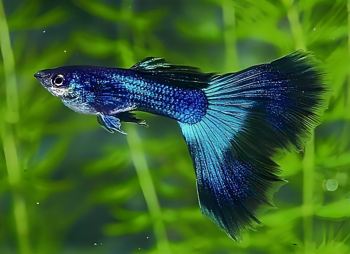 飛鳳魚多久喂一次？