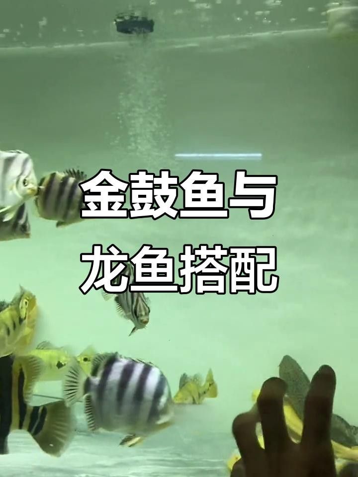 非洲金鼓魚一年長多少厘米