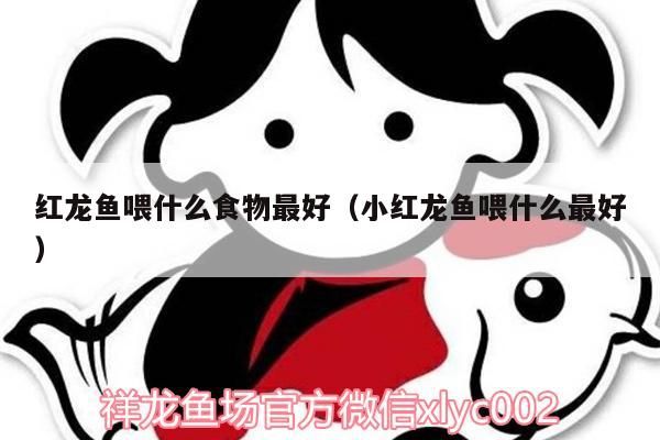 魚缸 紅龍魚喂什么食物最好(小紅龍魚喂什么最好) 觀賞魚百科 紅龍魚喂什么食物最好(小紅龍魚喂什么最好) 紅龍魚喂什么食物最好(小紅龍魚喂什么最好) 觀賞魚百科