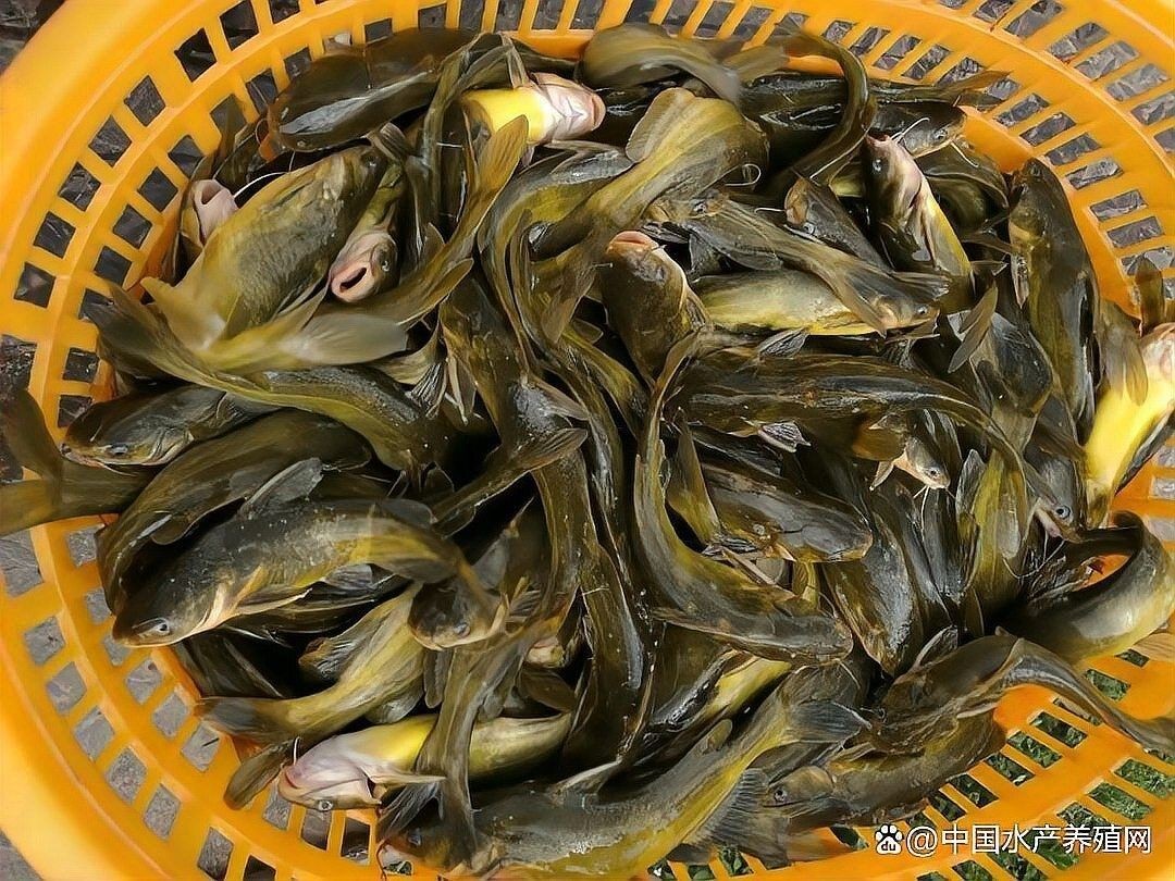 這些魚類的市場價格如何？ 這些魚類的市場價格如何？ 龍魚百科 第7張