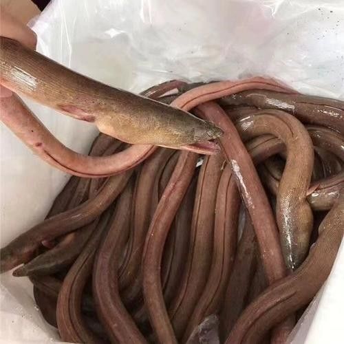 汕頭杜龍魚一斤多少錢