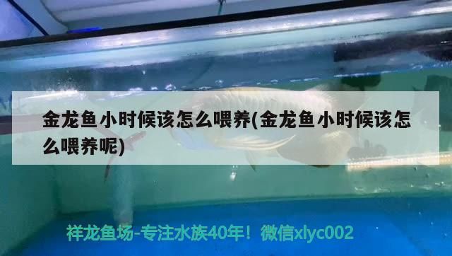 金龍魚小時候該怎么喂養(金龍魚小時候該怎么喂養呢)