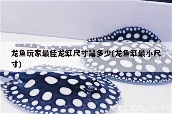 龍魚玩家最佳龍缸尺寸是多少(龍魚缸最小尺寸) 觀賞魚百科 第2張 龍魚玩家最佳龍缸尺寸是多少(龍魚缸最小尺寸) 龍魚玩家最佳龍缸尺寸是多少(龍魚缸最小尺寸) 觀賞魚百科 第2張