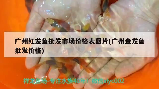 廣州紅龍魚批發(fā)市場價格表圖片(廣州金龍魚批發(fā)價格) 觀賞魚百科 第1張 廣州紅龍魚批發(fā)市場價格表圖片(廣州金龍魚批發(fā)價格) 廣州紅龍魚批發(fā)市場價格表圖片(廣州金龍魚批發(fā)價格) 觀賞魚百科 第1張