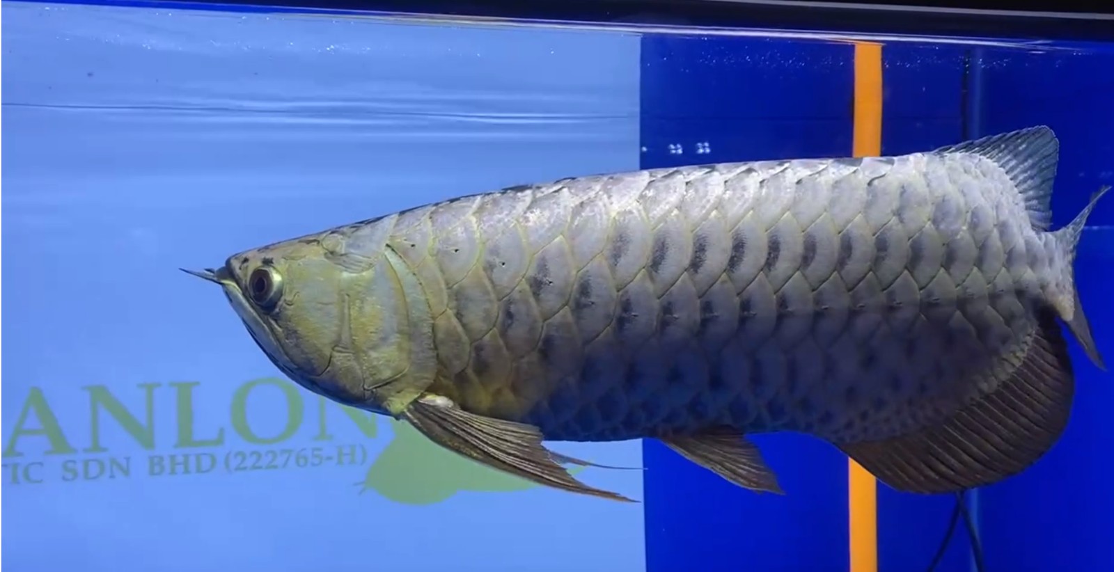 2025年第二屆MAFC龍魚爭霸賽金頭大魚組冠軍（2025年mafc龍魚爭霸賽金頭大魚組冠軍）