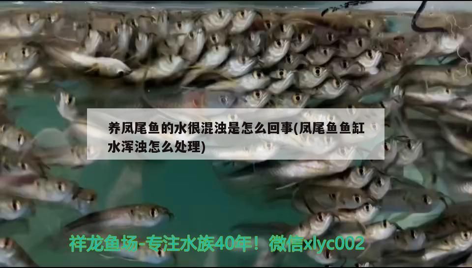 養(yǎng)鳳尾魚的水很混濁是怎么回事(鳳尾魚魚缸水渾濁怎么處理)