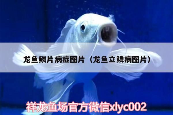 龍魚鱗片病癥圖片（龍魚立鱗病圖片）