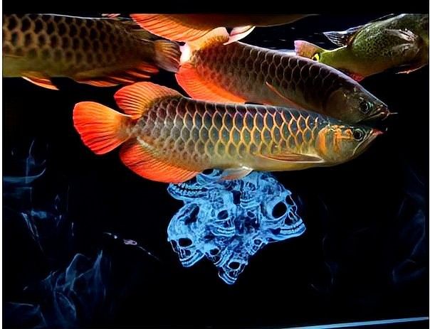 如何預防龍魚肥胖？（如何預防龍魚肥胖） 如何預防龍魚肥胖？（如何預防龍魚肥胖） 龍魚百科