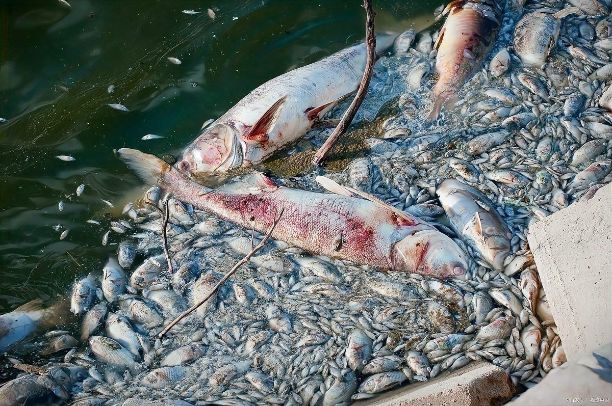 龍魚出血的癥狀有哪些（魚出血、死魚愁老養(yǎng)殖戶教你辨出血病和敗血癥水產(chǎn)第一線）