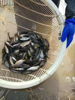 承德縣哪個水族館龍魚好？祥龍魚場龍魚（承德縣祥龍魚場龍魚價格如何？） 承德縣哪個水族館龍魚好？祥龍魚場龍魚（承德縣祥龍魚場龍魚價格如何？） 龍魚百科 第7張