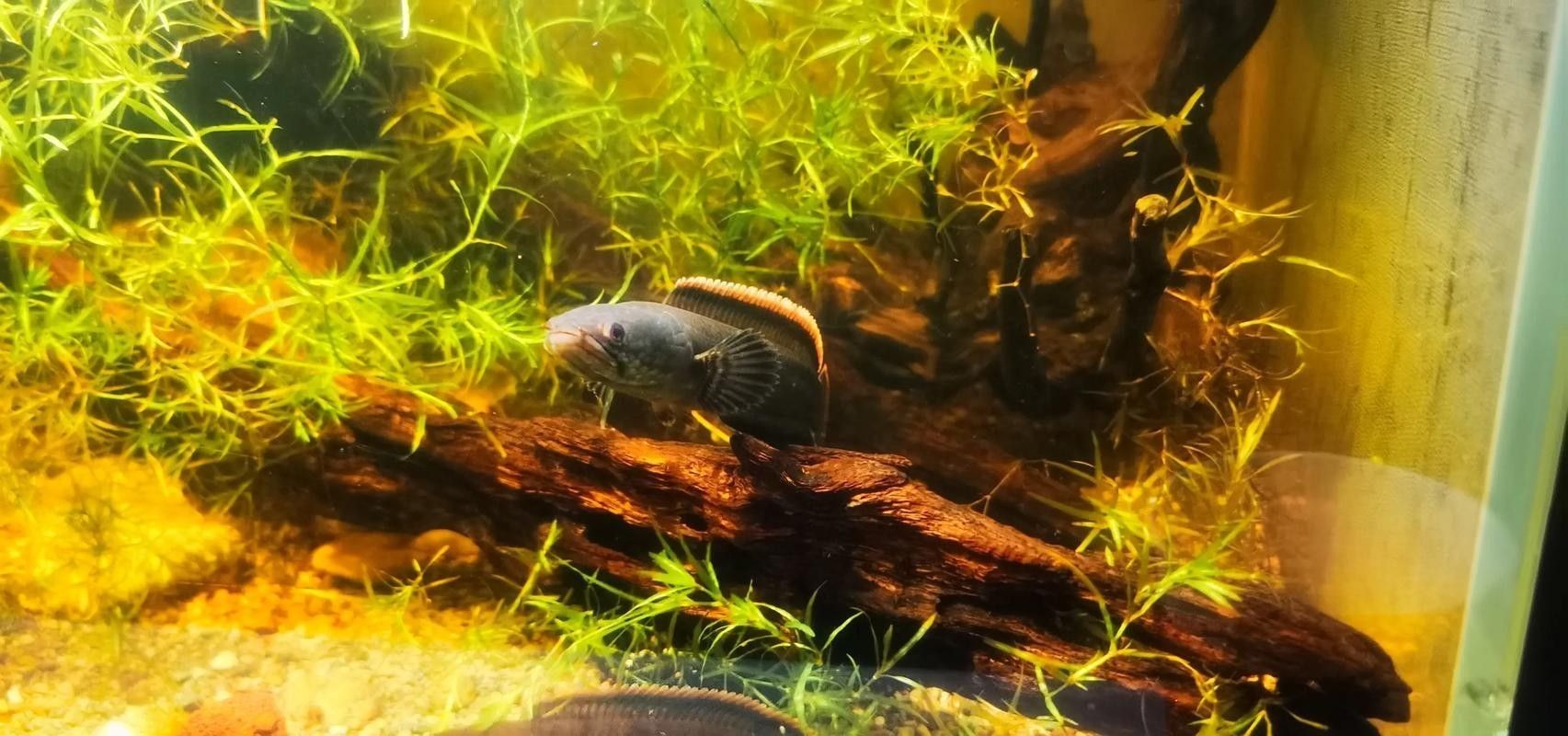 雷龍魚魚缸背景如何選擇更顯色
