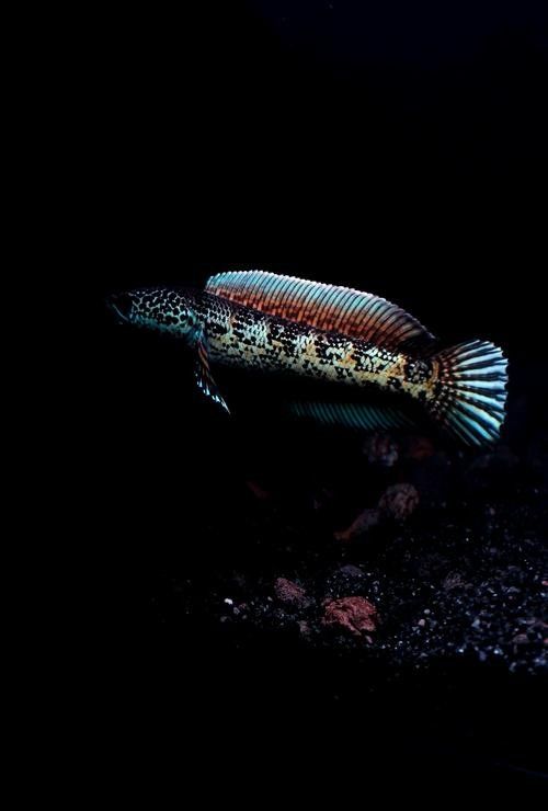 雷龍魚魚缸背景如何選擇更顯色